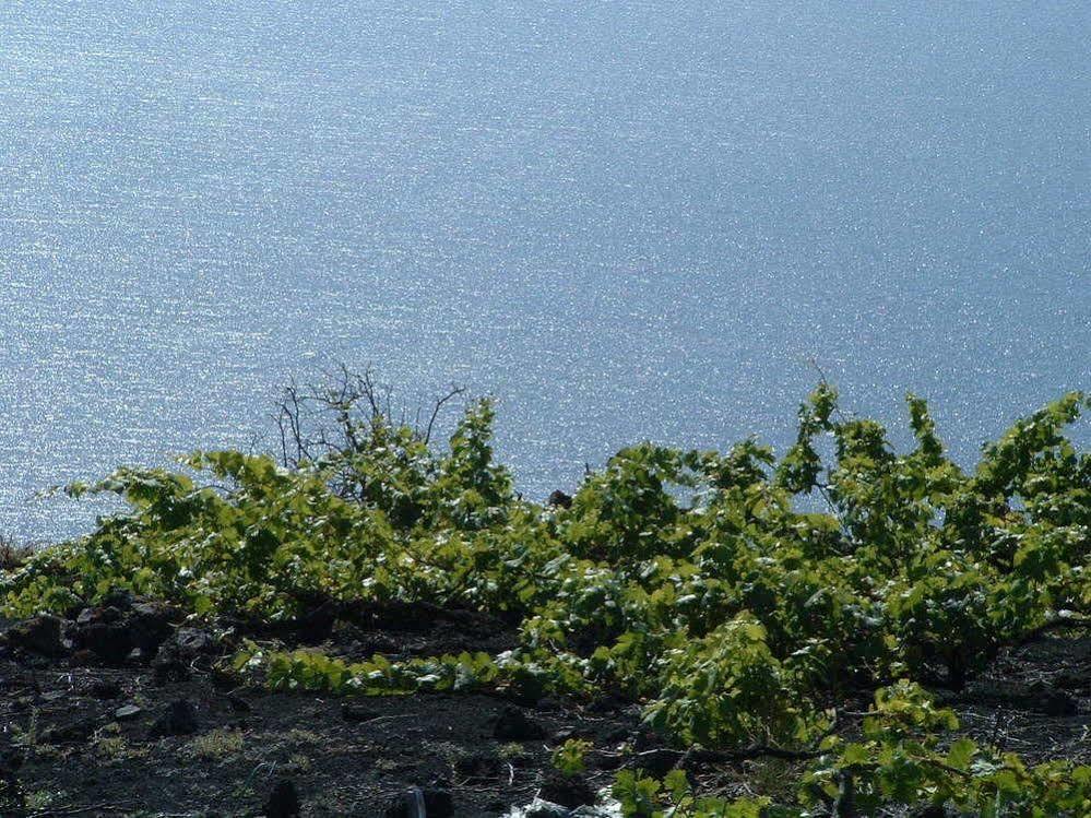 فوينكالينتي دي لا بالما Casa Las Las Vinas المظهر الخارجي الصورة